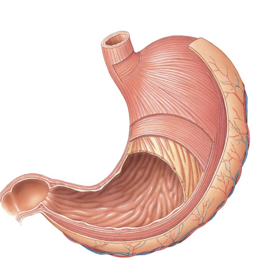 <p>Name this organ</p>