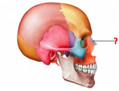 Identify this bone.