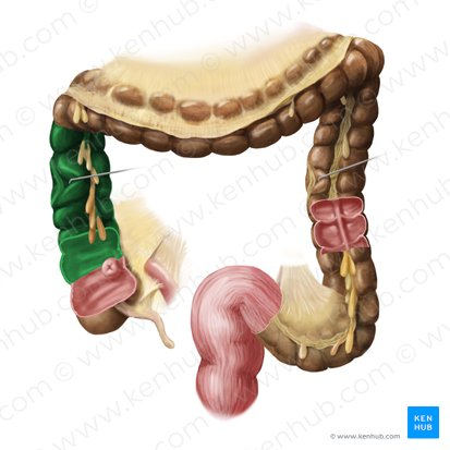 <p>Travels upward from the cecum along the right side of the abdomen</p>
