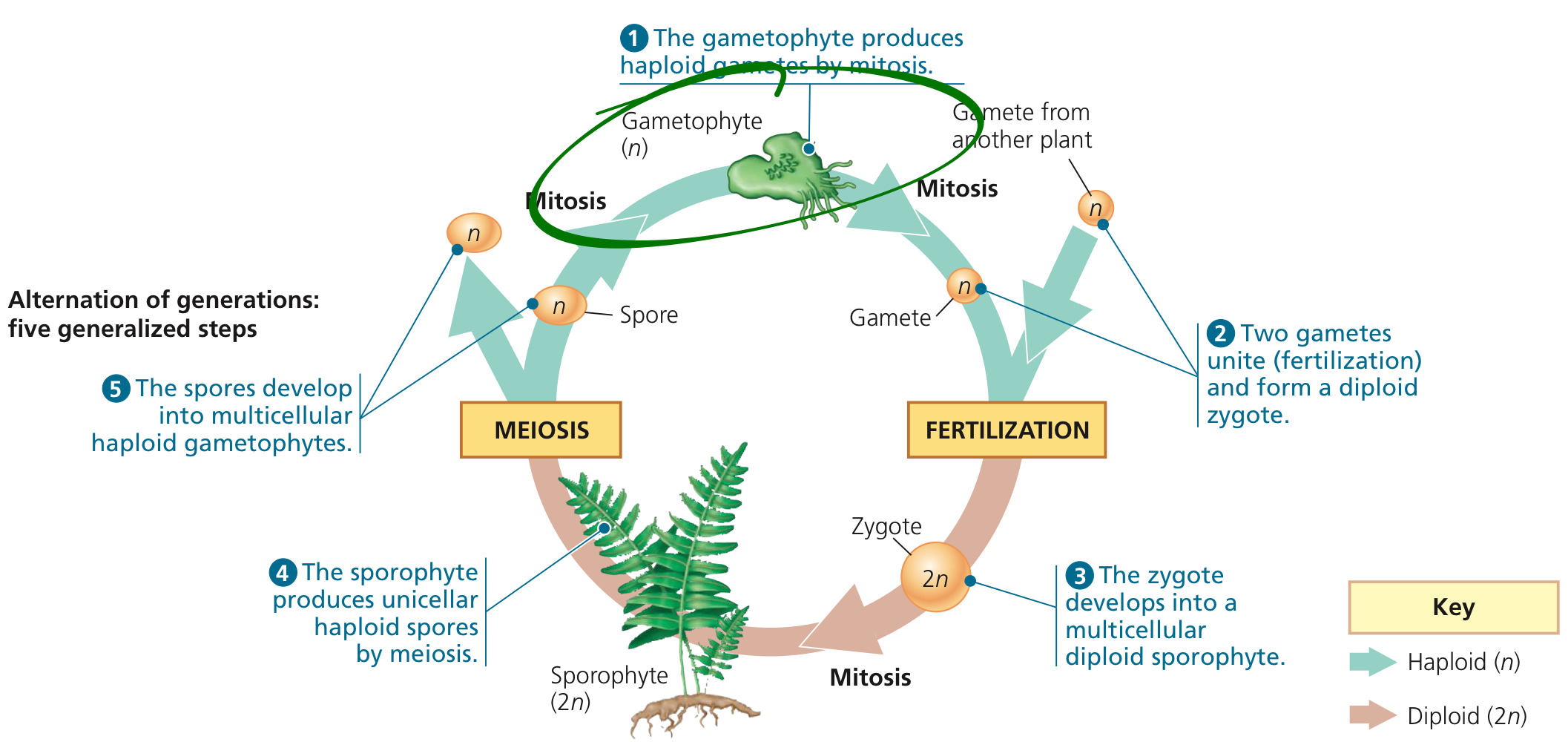 <p>Multicellular haploid body form of plants producing gametes via mitosis.</p>
