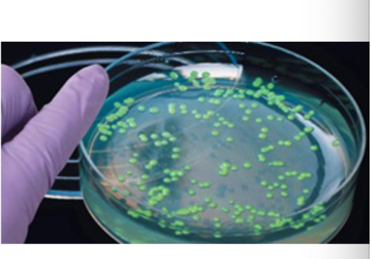 <p>Step 5.) Identify Clones</p>