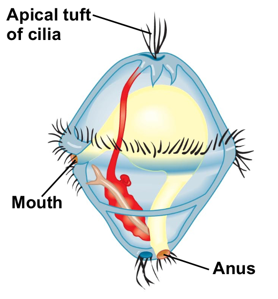 <p>Trochophore larva</p>