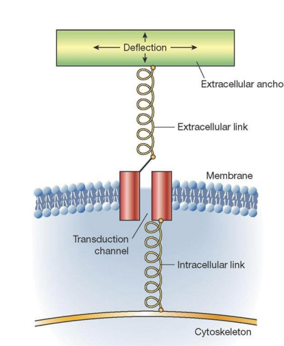 <p>Cells containing ion channels that open/close in response to mechanical changes such as movement or pressure, specifically the movement of the ECM in relation to the intracellular cytoskeleton. </p>