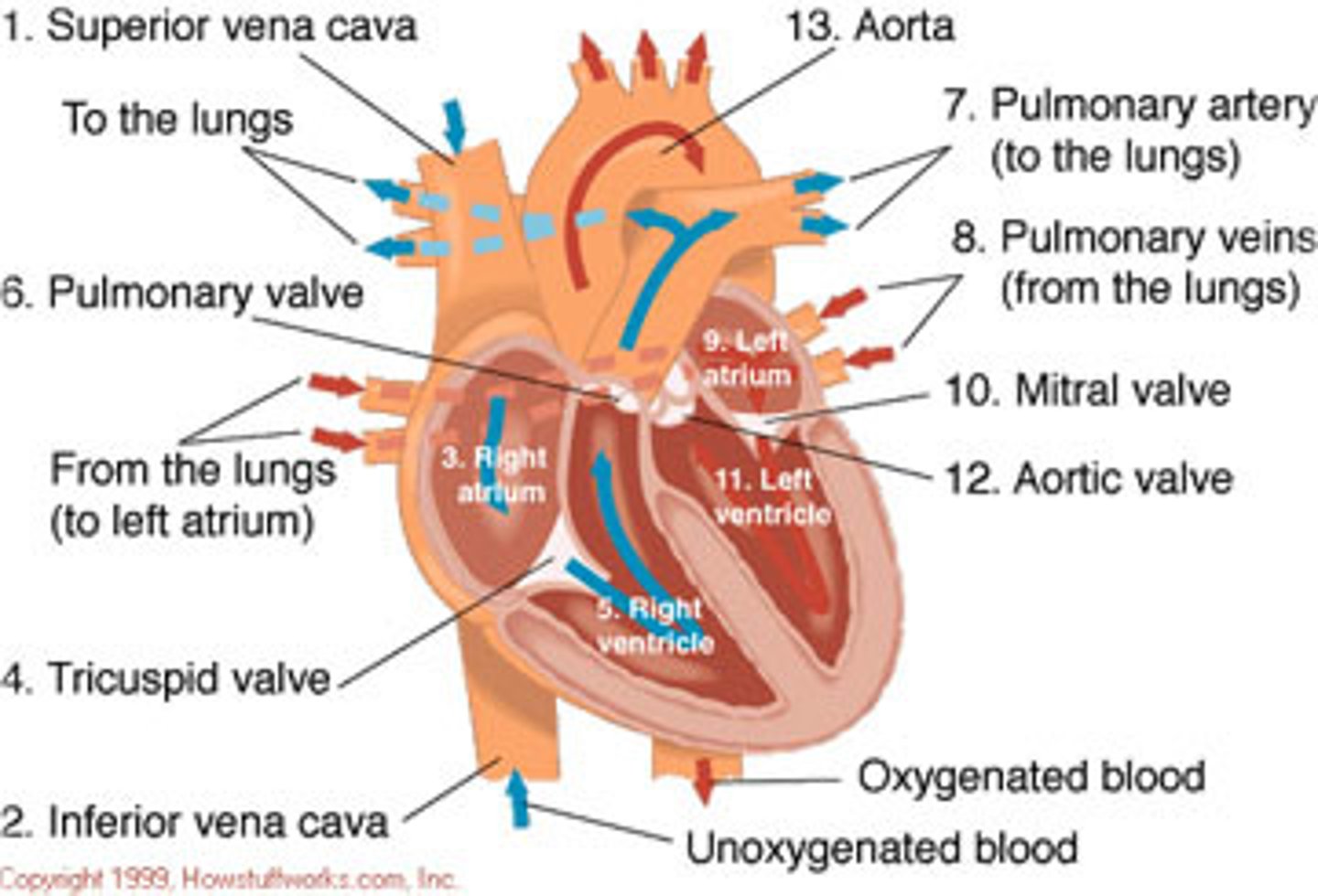 <p>1. Deoxygenated blood enters right atrium through Superior and Inferior Vena Cava</p><p>2. Blood enters right ventricle through tricuspid valve 3. Blood exits right ventricle through pulmonary valve and enters pulmonary artery</p><p>4. Left and right pulmonary arteries send blood to lungs, where gas exchange occurs</p><p>5. Oxygenated blood returns to heart via the pulmonary veins enters left atrium</p><p>6. Blood enters left ventricle through mitral valve</p><p>7. Blood exits left ventricle through aortic semilunar valve to enter aorta</p><p>8. Aorta distributes blood to body</p>