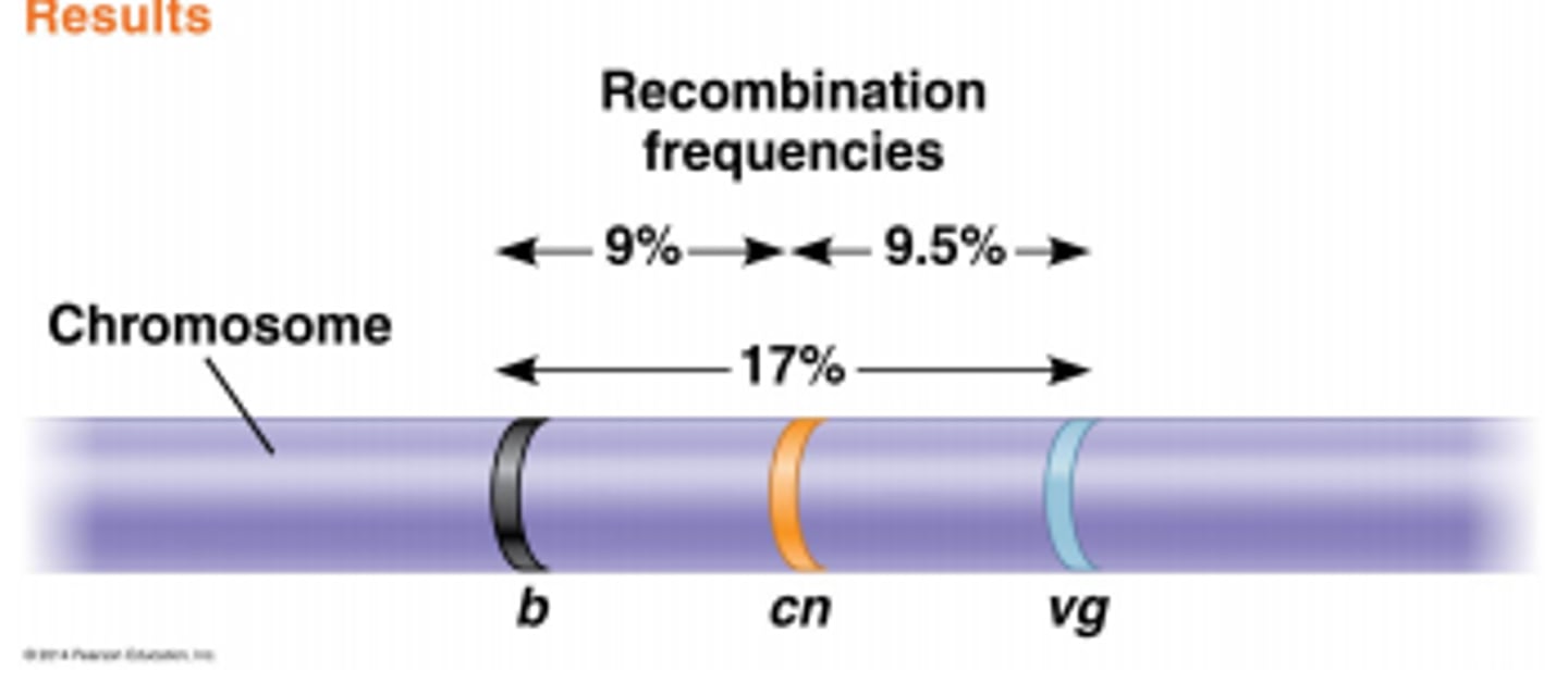 <p>a measure of the physical distance between genes on a chromosome</p>