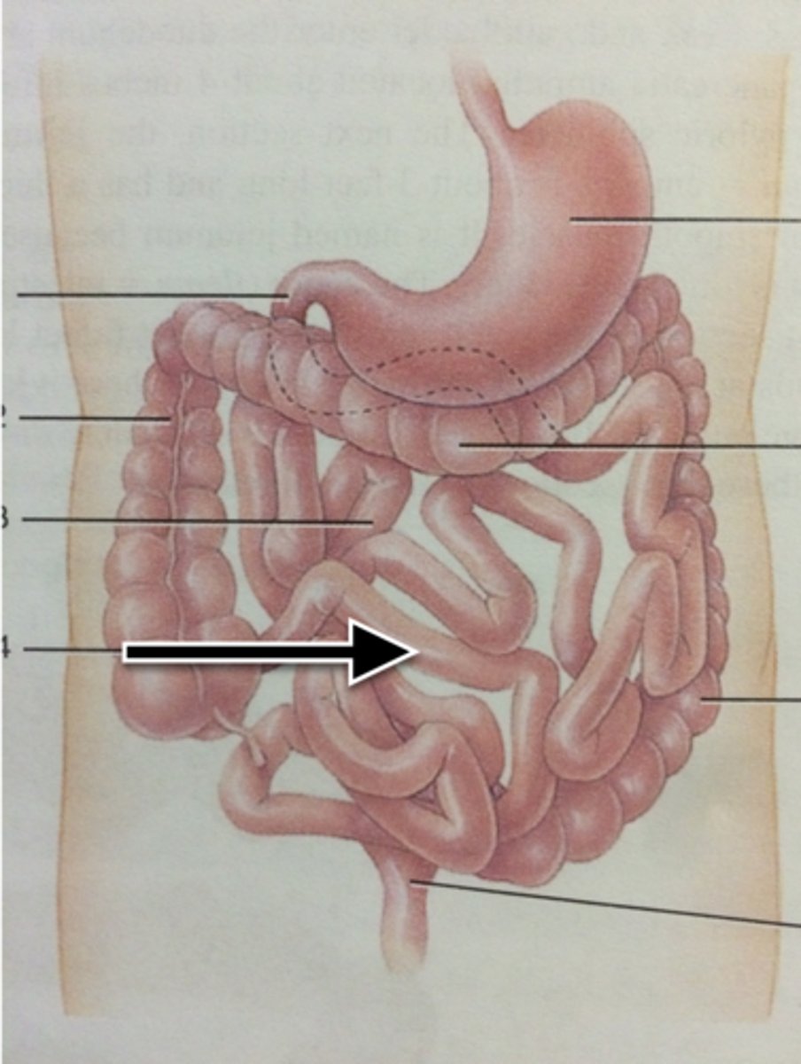 knowt flashcard image
