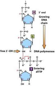 <p>- composed of alternating sugar &amp; phosphate groups<br>- read 5’ to 3’<br>- phosphate group links 3’ carbon of sugar to 5’ phosphate group of next incoming sugar<br>- phosphates carry negative charge = DNA &amp; RNA have overall negative charge</p>