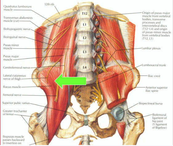 O - Anterior aspect of vertebrae T12 - L5

I - Lesser Trochanter via ”conjoint tendon”

A - Hip Flexion (assists w/ Trunk Function

N - Nerve roots L2 - L3
