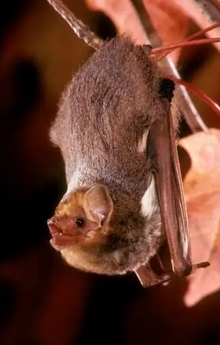 <p><em>Lasiurus borealis</em></p>