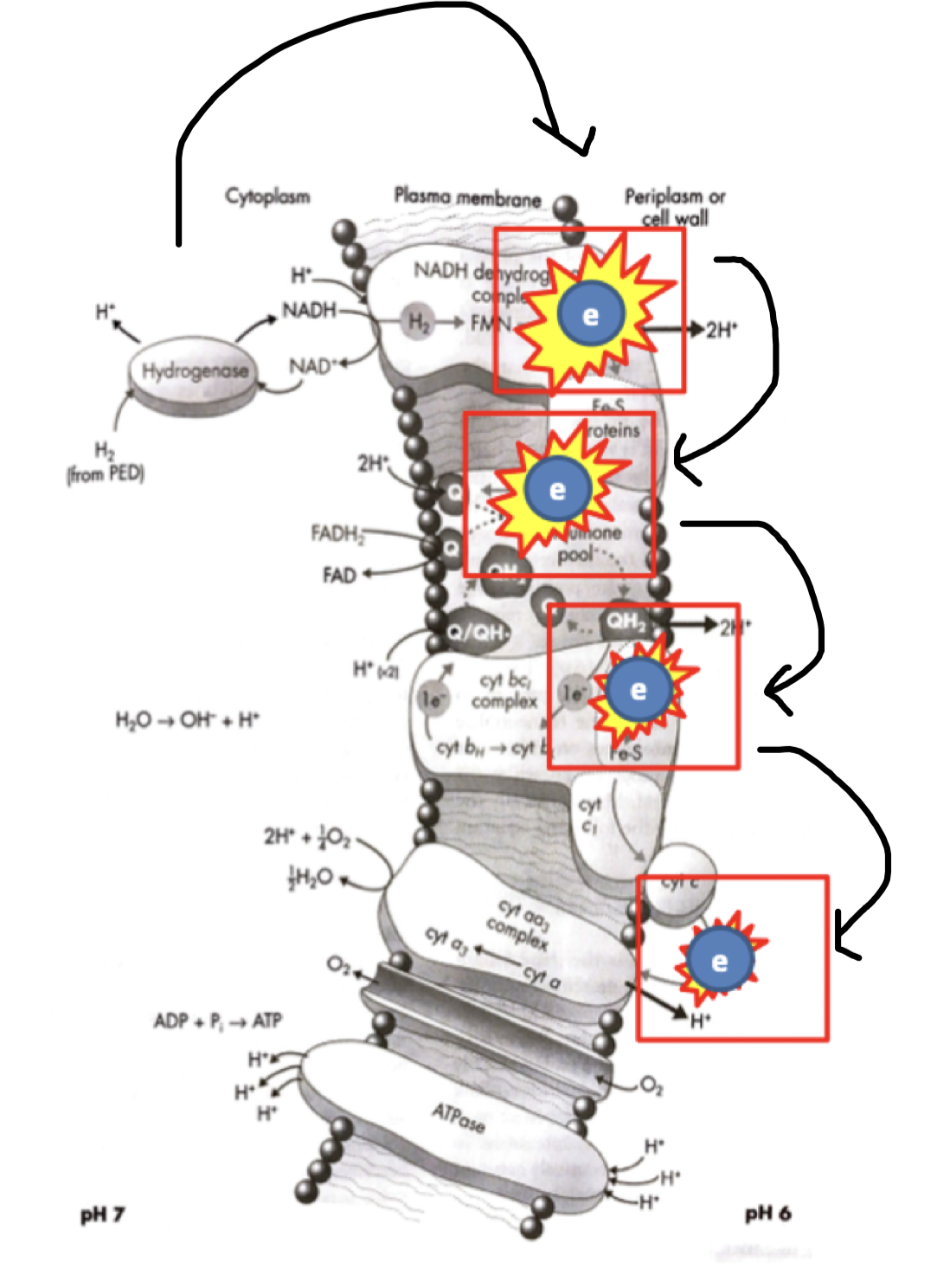 doesn’t go from A to B in one reaction as they cant capture and use all the energy from oxidation reactions at once
