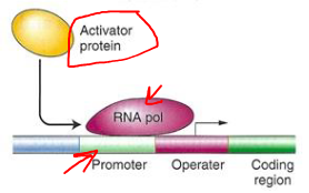 <p><strong>Activator Proteins</strong><br>āRegulatory protein acts as an activator<br>āActivator binds to the operator or upstream of the operator to induce transcription</p><p><strong>Catabolite Activator Protein (CAP)</strong><br>āCAP is a positive activator of transcription<br>āBinds just upstream of the promoter<br>āEnhances binding of RNA polymerase to the promoter</p>
