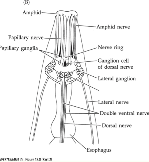 <p>weak cephalization</p><p>circumenteric nerve ring (nerve tissues that encircles the esophogus)</p><p>Nerve cords (dorsal and ventral, epidermal cords)</p>