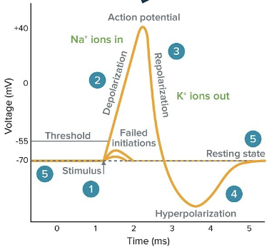 <p>action potential is a <strong>brief</strong> reversal of membrane potential with a change of voltage of <strong>~100mV</strong> → from -70mV (resting) to +30mV (spike)</p>