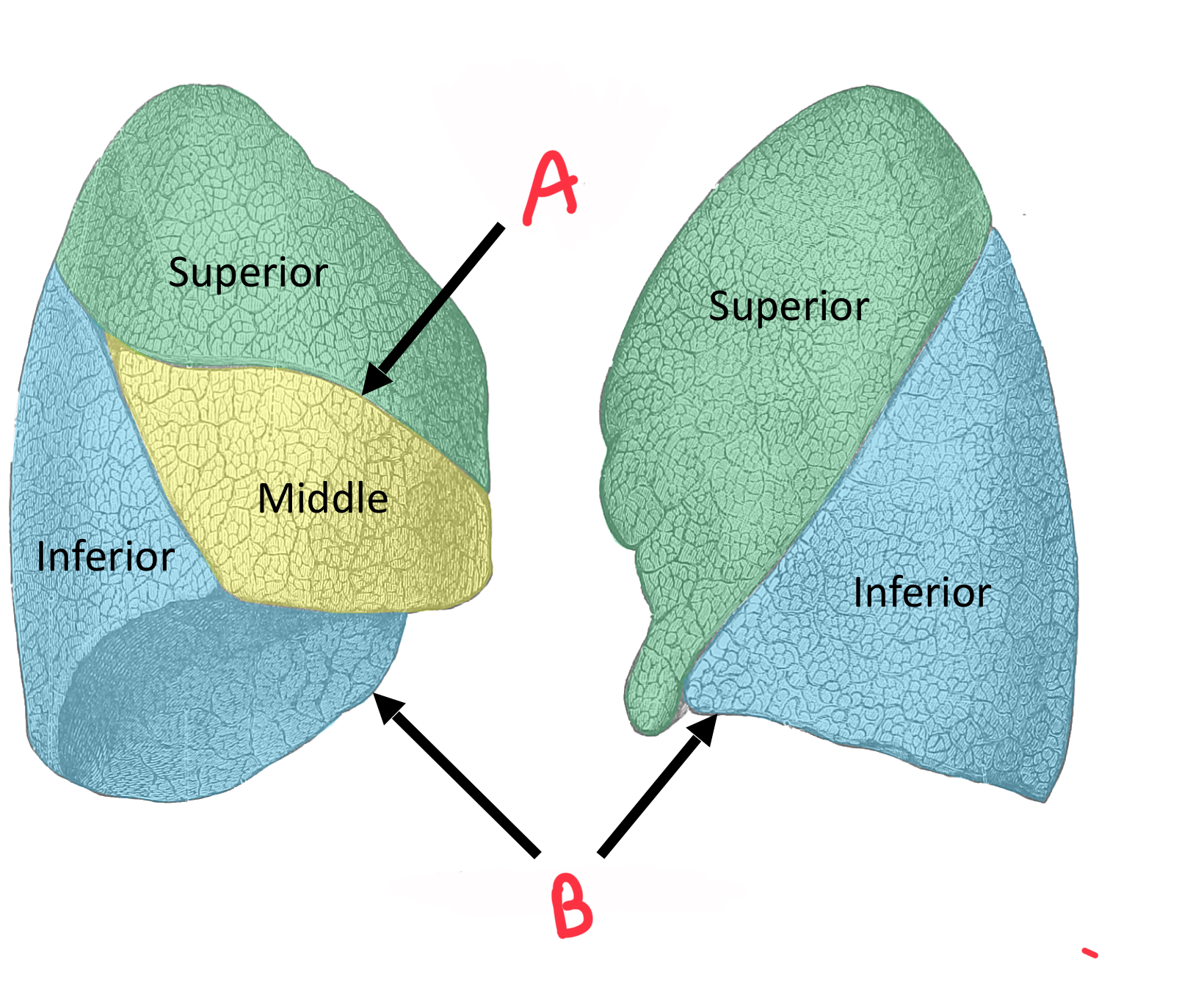 <p>Identify A </p>
