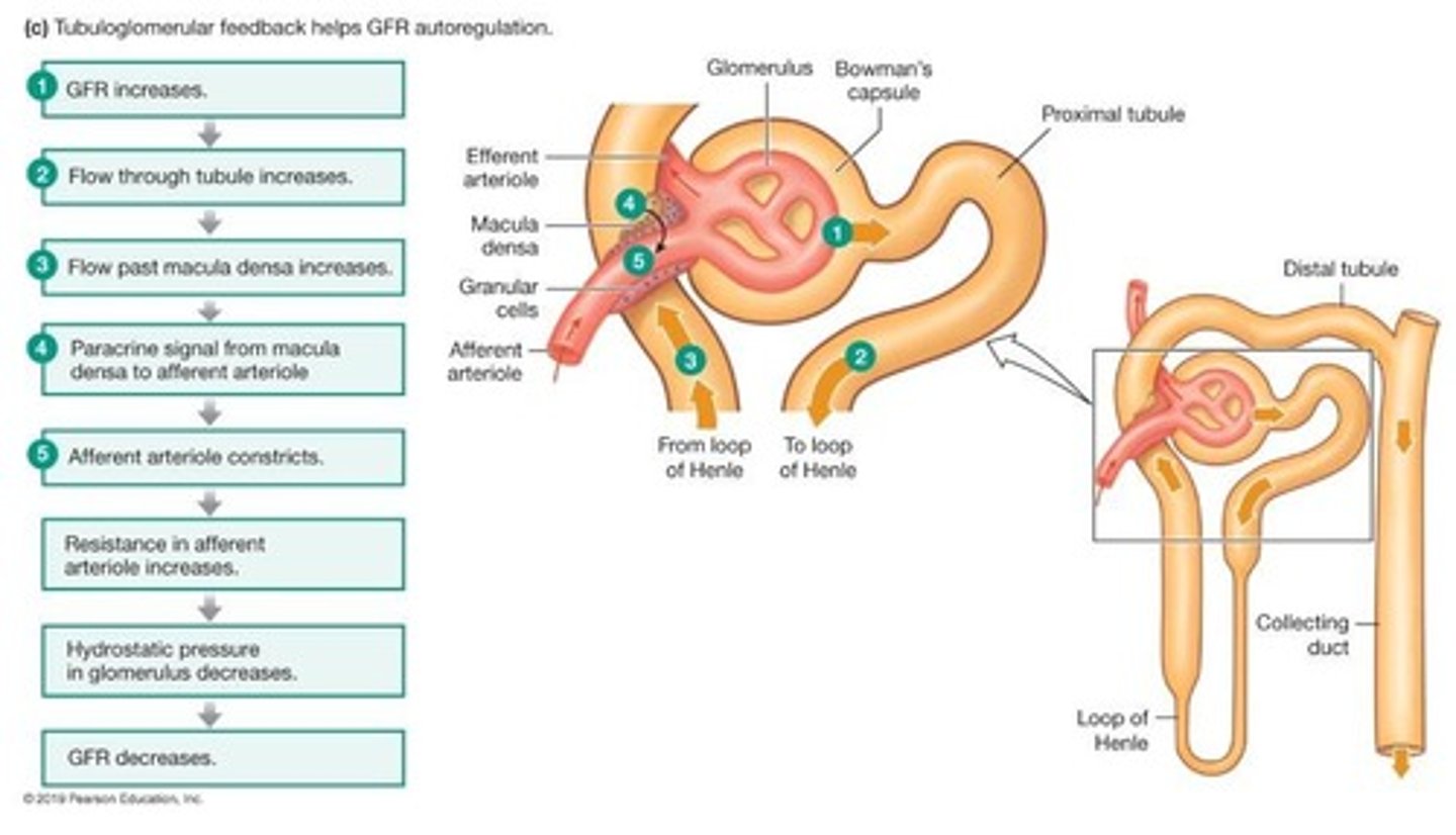 <p>Tubuloglomerular feedback involves the macula densa cells detecting increased NaCl in the distal convoluted tubule, leading to afferent arteriole constriction and normalization of GFR.</p>