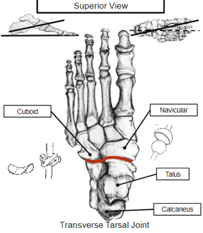 <p>What are some characteristics of the Transverse Tarsal Joint</p>