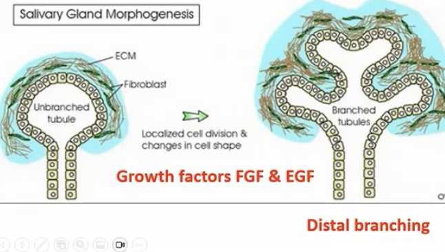 <ol><li><p>Clefts develop in the bud forming two+ buds</p></li><li><p>Growth factors like Shh and TGFb (transforming or tumor growth factor) from mesenchyme result in clefts from changes in epithelial cell shape</p></li><li><p>Fibronectin and Collagen III (reticular fibers) in the ECM are important to cleft formation, as In non-muscle myosin</p></li></ol><p></p>