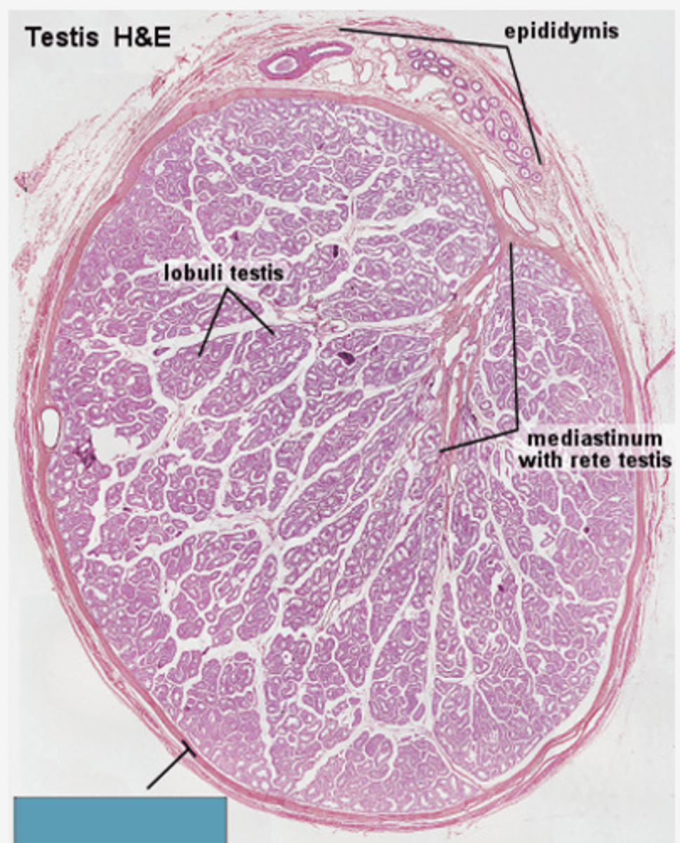 <p>Identify the structure</p>