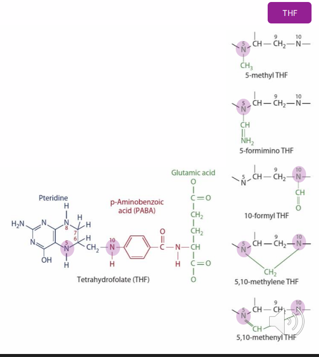 <p>- Many derivatives (vitamers)</p><p>- All accept/donate one carbon units</p><p>Cosubstrates for a range of reactions involved in:</p><p>- nutrient metabolism</p><p>- energy production</p><p>- gene expression</p><p>IMPORTANT ONES:</p><p>- haematopoiesis</p><p>- nucleotide synthesis</p><p>- DNA methylation</p>