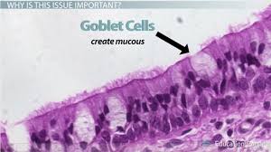 <p>Have Celia that helps moving the thing found in the female tract (moves the egg)</p>