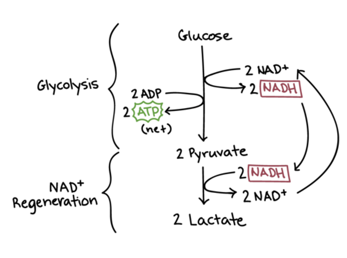 <p>Breaking down glucose into lactate (anaerobic respiration) is a very inefficient process, producing way less ATP per glucose molecule than aerobic respiration. Also, lactate is acidic, which will disturb the local environment.</p>