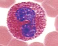 <p>Name the cell</p>