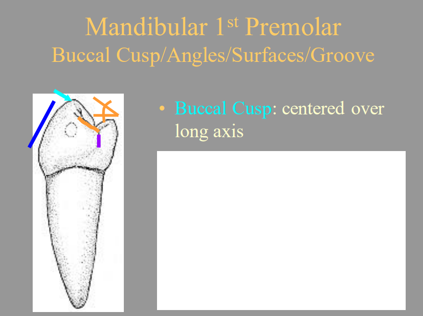 <p>C) Long Axis</p>