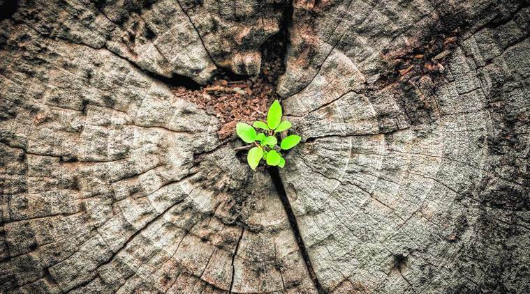 When plants suddenly grow out of rocks