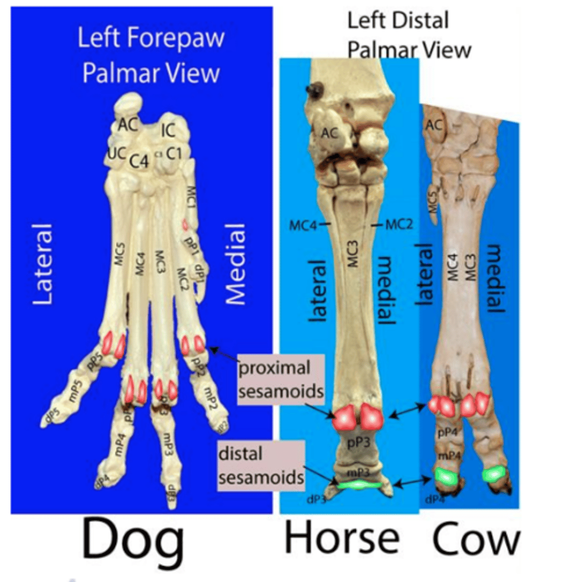 <p>paired bones located in the interosseous tendons on the palmar surface of each metacarpophalangeal joints (digits 2-5)</p>