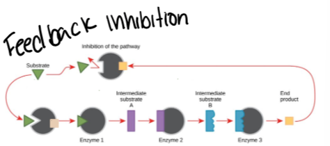 <p><span>An end product in a series of reactions inhibits the first enzyme in the series.</span></p>