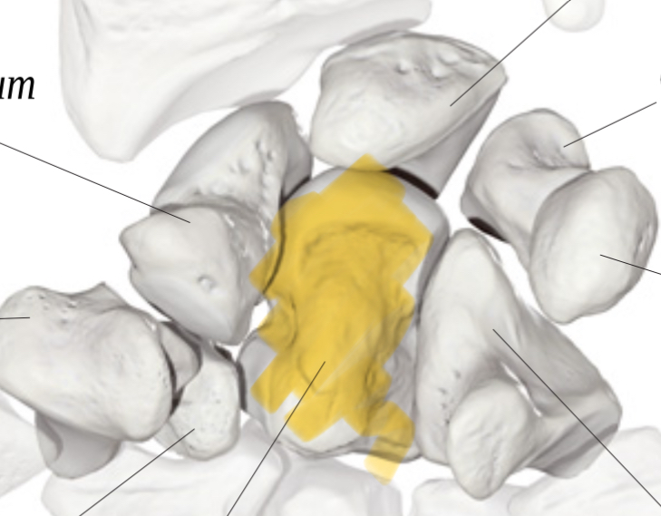 <p>Hoe heet dit bot</p>