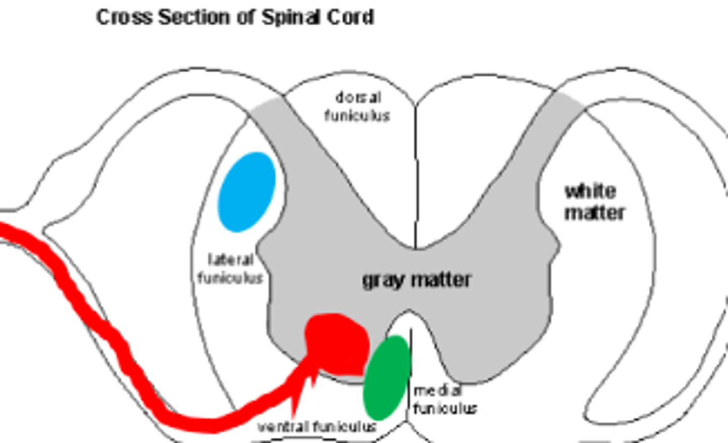 <p>2 regions of the SC the axons of UMNs travel down</p>