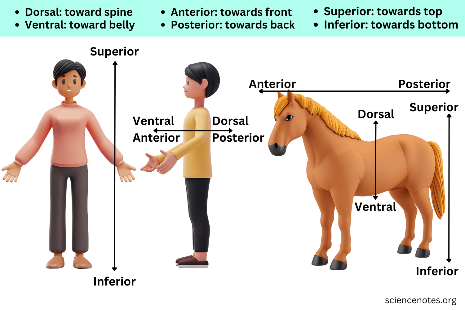 <ol><li><p>anterior </p></li><li><p>ventral </p></li></ol><p></p>