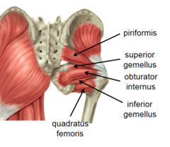 <p>they are smaller muscles which rotate the femur, quadratus femoris, piriformus, gamellus speriour and ifnerior and obsturator internus </p>