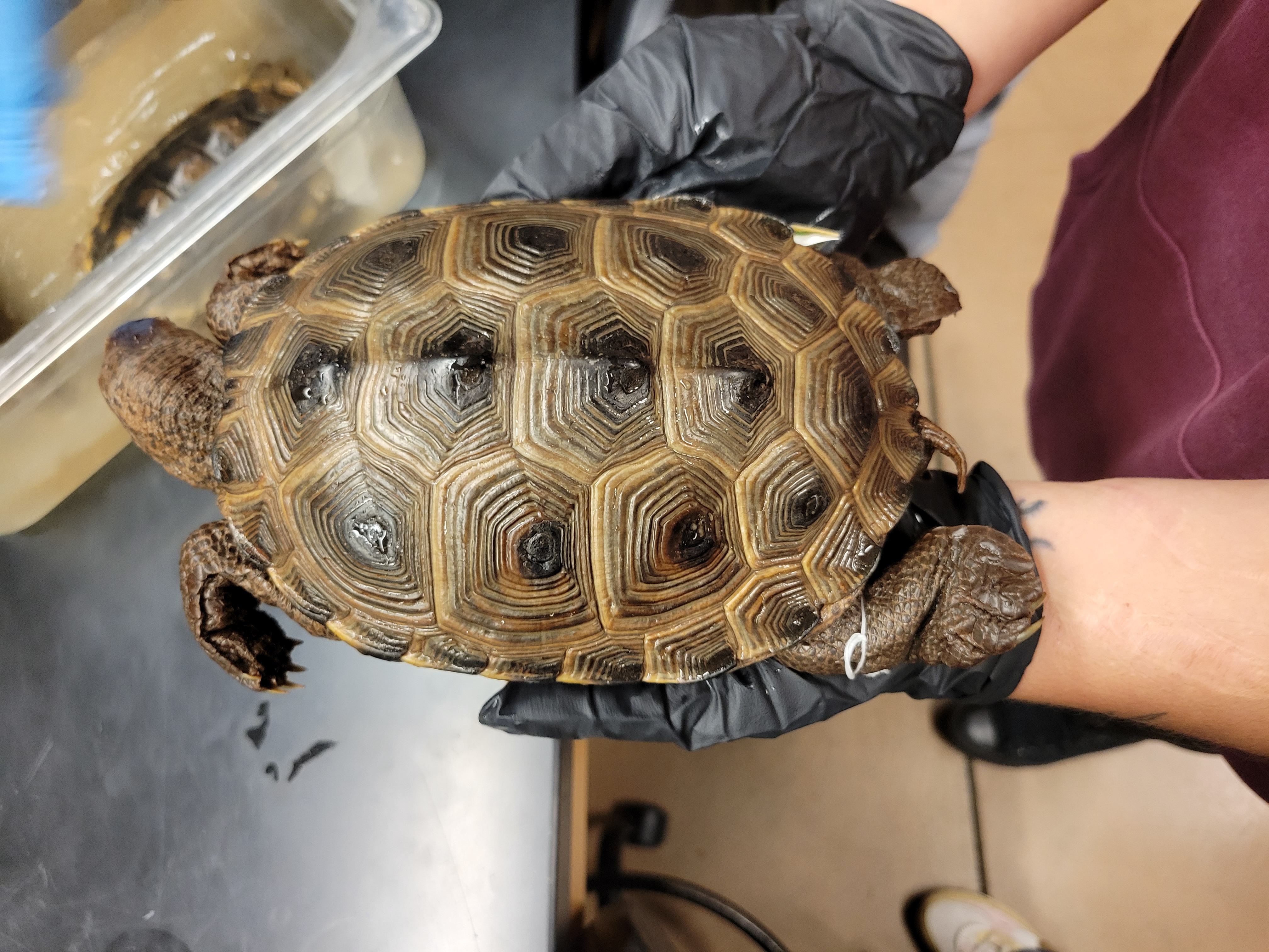 <p><span style="font-family: hurme_no2-webfont, -apple-system, system-ui, sans-serif">Diamond-backed Terrapin</span><br><br><br><span style="font-family: hurme_no2-webfont, -apple-system, system-ui, sans-serif">Only a single species in this genus. Only truly brackish water North American emydid. Spots on head, neck, and limbs. Each large scute possesses concentric rings or ridges. The limbs and head are flecked or spotted. The plastron is hingeless. Carapace has a medial keel that varies from low and inconspicuous to prominent and knobby. The head is short. Adult males are smaller than females. Females have broader, blunter heads, deeper shells, and shorter tails than males. Malaclemys ranks high among gourmets because of its succulent flesh.</span></p>