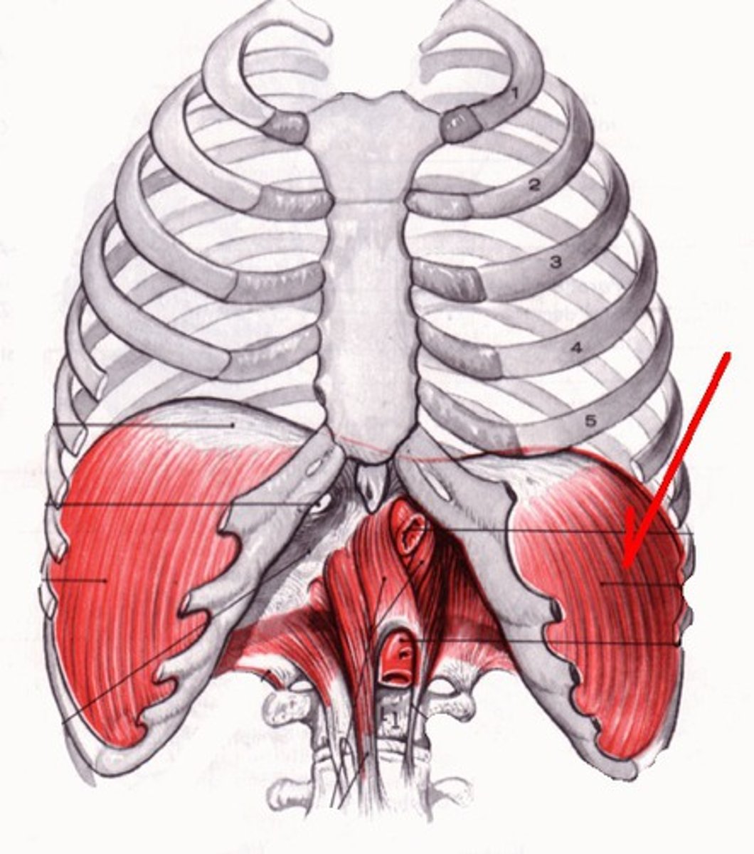 <p>Origin: Xiphoid process, costal cartilage, ribs, lumbar vertebrae </p><p>Insertion: Central tendon </p><p>Action: Flattens, increases vertical dimensions of thoracic cage </p>