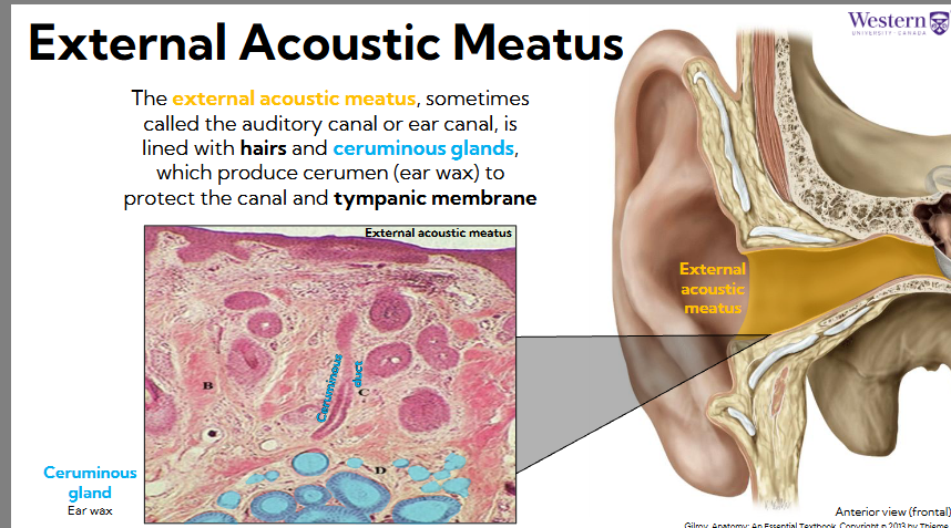 <ul><li><p><span style="background-color: transparent;"><span>The external acoustic meatus, sometimes called the auditory canal or ear canal, is lined with hairs and ceruminous glands, which produce cerumen (ear wax) to protect the canal and tympanic membrane</span></span></p></li><li><p><span style="background-color: transparent;"><span>Cerumen is funneled through ceruminous ducts to external acoustic meatus</span></span></p></li><li><p><span style="background-color: transparent;"><span>Hairs also trap dust and debris, provides support structure for cerumen</span></span></p></li></ul><p></p>