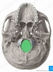 <p>what bone structure is the highlighted area?</p>