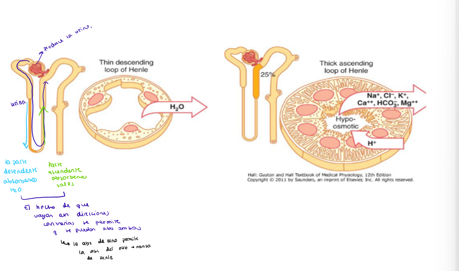<ul><li><p class="ds-markdown-paragraph"><strong><span>Rama Descendente Delgada:</span></strong></p><ul><li><p class="ds-markdown-paragraph"><strong><span>Permeabilidad:</span></strong><span> Es muy permeable al </span><strong><span>agua</span></strong><span>, pero poco permeable a los solutos (como la sal).</span></p></li><li><p class="ds-markdown-paragraph"><strong><span>Función:</span></strong><span> Permite que el agua salga pasivamente de la luz del túbulo hacia el intersticio renal (el tejido que rodea al túbulo).</span></p></li></ul></li><li><p class="ds-markdown-paragraph"><strong><span>Rama Ascendente:</span></strong></p><ul><li><p class="ds-markdown-paragraph"><span>Se divide en dos partes:</span></p><ol><li><p class="ds-markdown-paragraph"><strong><span>Ascendente Delgada:</span></strong></p><ul><li><p class="ds-markdown-paragraph"><strong><span>Permeabilidad:</span></strong><span> Es impermeable al agua, pero permeable a los solutos (especialmente al sodio -Na⁺- y cloruro -Cl⁻-).</span></p></li><li><p class="ds-markdown-paragraph"><strong><span>Función:</span></strong><span> Permite que estos solutos salgan pasivamente.</span></p></li></ul></li><li><p class="ds-markdown-paragraph"><strong><span>Ascendente Gruesa:</span></strong></p><ul><li><p class="ds-markdown-paragraph"><strong><span>Permeabilidad:</span></strong><span> Es </span><strong><span>impermeable al agua</span></strong><span>.</span></p></li><li><p class="ds-markdown-paragraph"><strong><span>Función:</span></strong><span> Aquí ocurre el </span><strong><span>transporte activo</span></strong><span> de iones de sodio (Na⁺), potasio (K⁺) y cloruro (Cl⁻) desde la orina hacia el intersticio renal. Esta es una de las partes más importantes de todo el proceso.</span></p></li></ul></li></ol></li></ul></li></ul><p></p>
