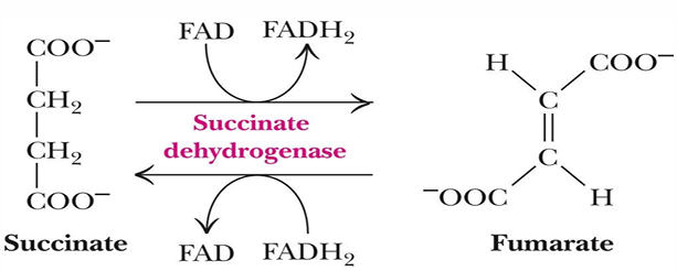 <p><strong>malonate </strong>(structural analog of succinate)</p><ul><li><p><em>it is a competitive inhibitor that that will prevent the formation of fumarate and lead to buildup of succinate </em></p></li></ul><p></p>