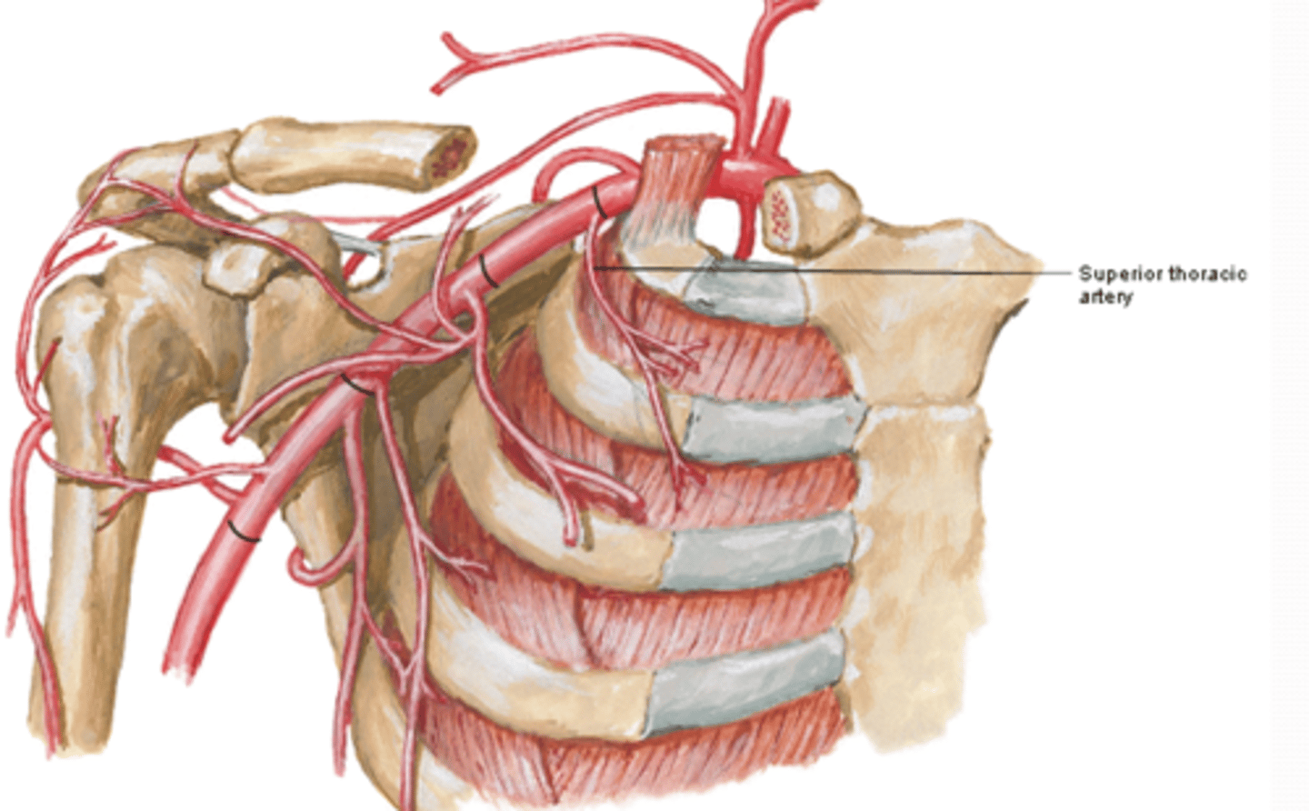 <p>-Course: runs anteromedially along pectoralis minor m. à thoracic wall</p><p>-Supply: 1st and 2nd intercostal spaces and serratus anterior m.</p>