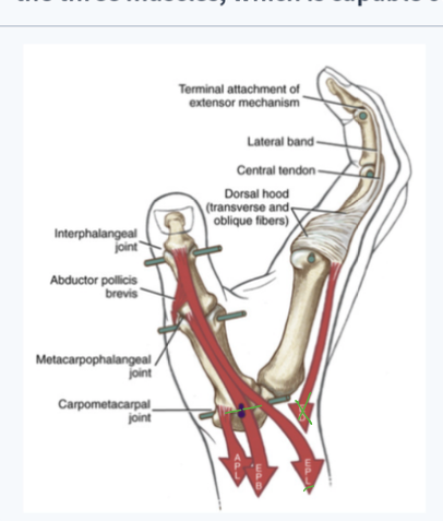 <p>extensor pollicis longus</p>