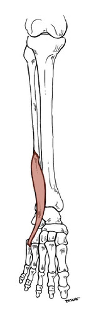 <p>Origin: Anterior surface of fibula</p><p>Insertion: Base of 5th metatarsal</p><p>Action: Dorsiflex and evert foot</p><p>Innervation: Deep Peroneal</p>