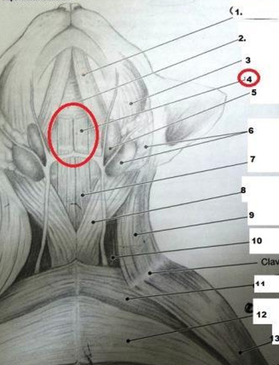 <p>What is the muscle indicated by number 4? What is an attachment point and function?</p>