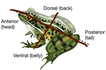 <p>Identify the symmetrical pattern (frog).</p>