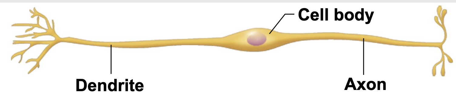 <p>-one axon and one dendrite attached to cell body</p><p>-in sense organs</p><p>-rare in adults</p><p>-unmylenated</p>