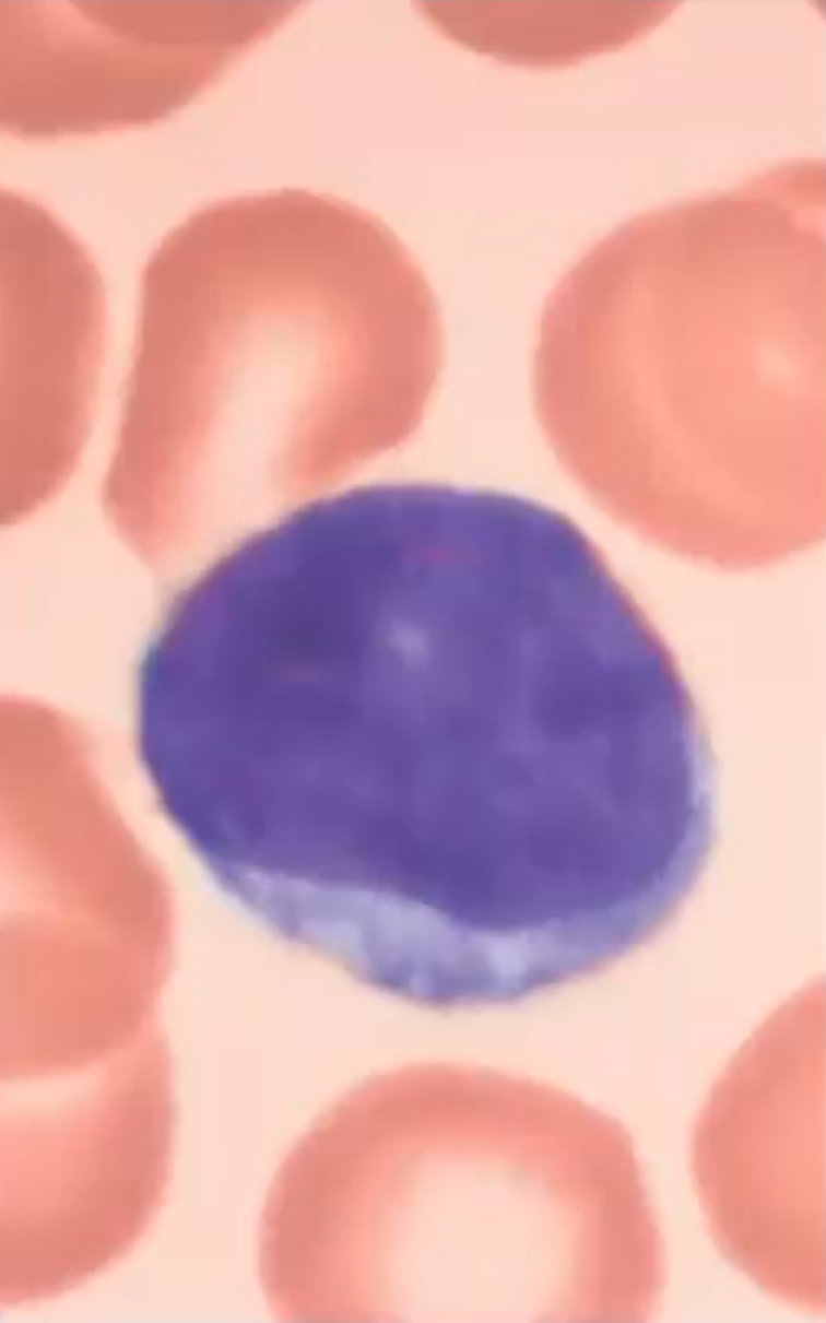 <p>A agranulocyte that is +25% of the leukocyte population; Large spherical nucleus that occupies most of the cell</p>