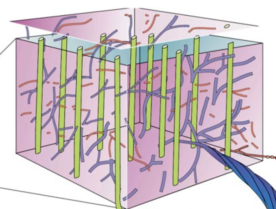 <p>Point out the Neurofilaments and Microtubules</p>