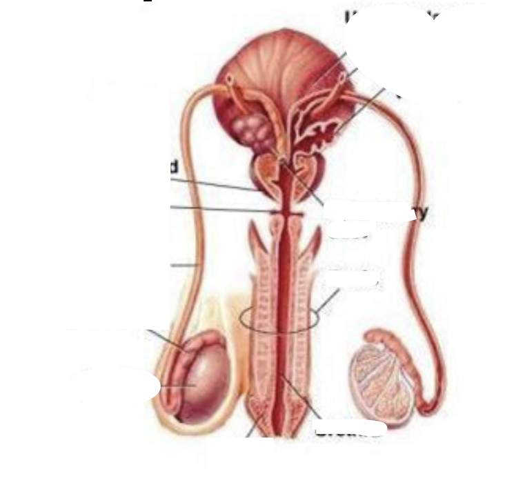 Male Reproductive 