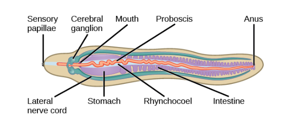 <p><span>a fluid-filled cavity that extends from the head to nearly two-thirds of the length of the gut in these animals</span></p>